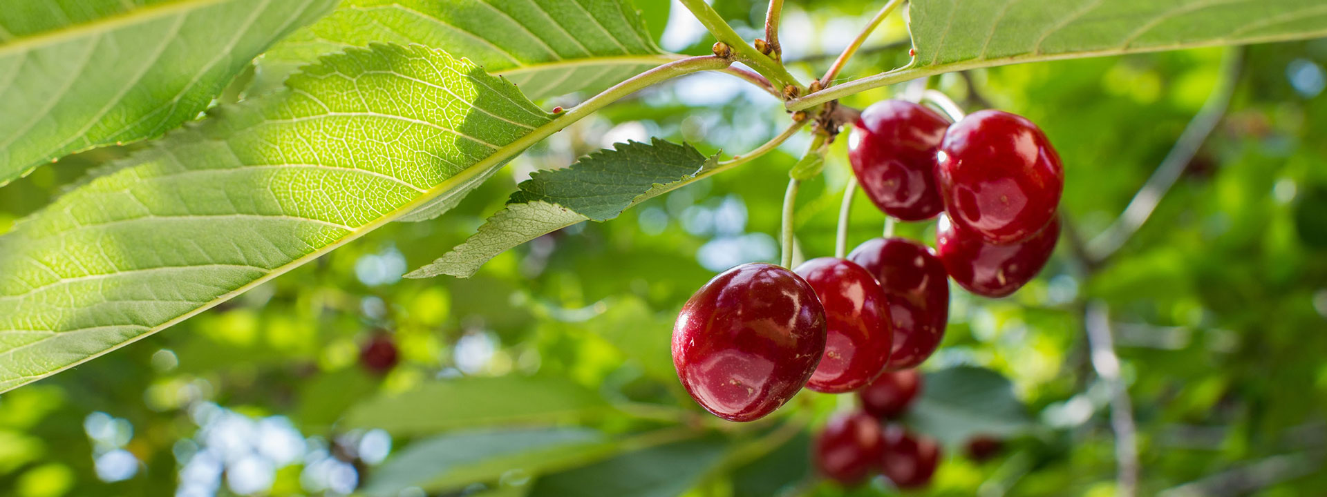 Vaismedžių medelynas